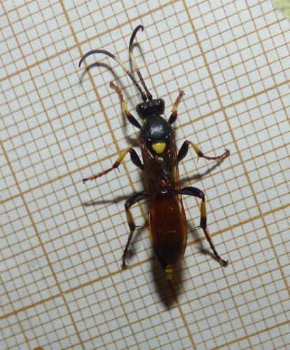 Réf. 242 471 : Ichneumon stramentor